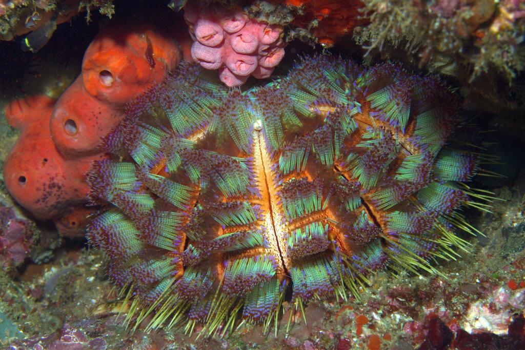 Magnificent Fire Urchin