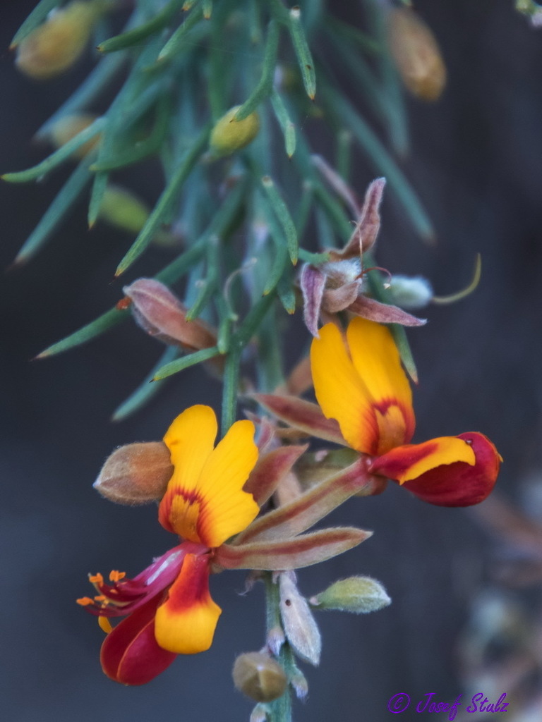 grey stinkwood