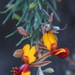 Jacksonia furcellata - Photo (c) Josef Stulz,  זכויות יוצרים חלקיות (CC BY-NC), הועלה על ידי Josef Stulz