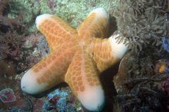 Choriaster granulatus