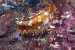 Spondylus variegatus