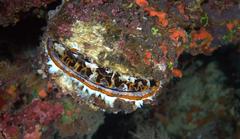 Spondylus variegatus