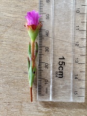 (c) Charleen Brunke, some rights reserved (CC BY) Lampranthus tenuifolius, photograph (c) Charleen Brunke, some rights reserved (CC BY)
