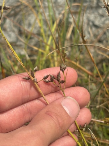 shortbeak beaksedge (Rhynchospora nitens)