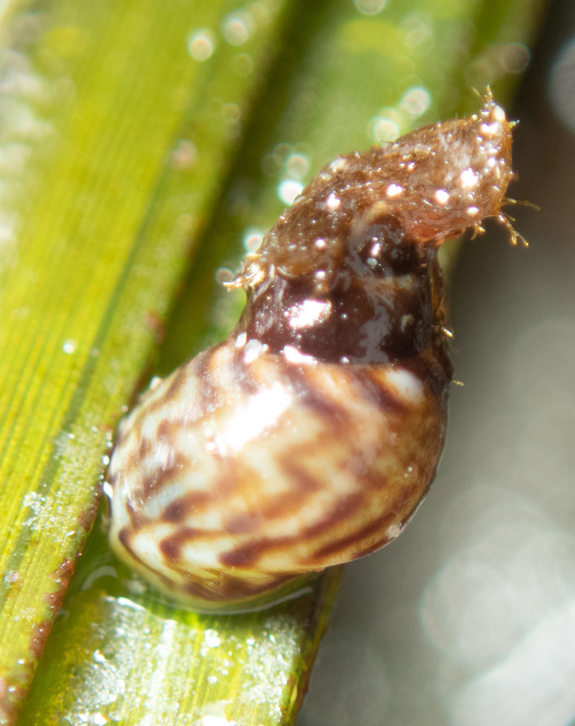 variegate lacuna