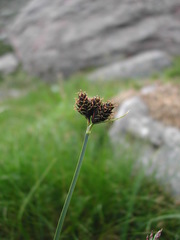 Carex parviflora