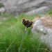 Carex parviflora - Photo (c) Tommaso Sitzia,  זכויות יוצרים חלקיות (CC BY-NC), הועלה על ידי Tommaso Sitzia