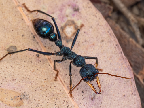 Myrmecia tarsata Smith, 1858