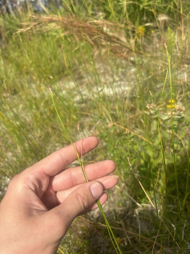Ditch Fimbry (Fimbristylis schoenoides)
