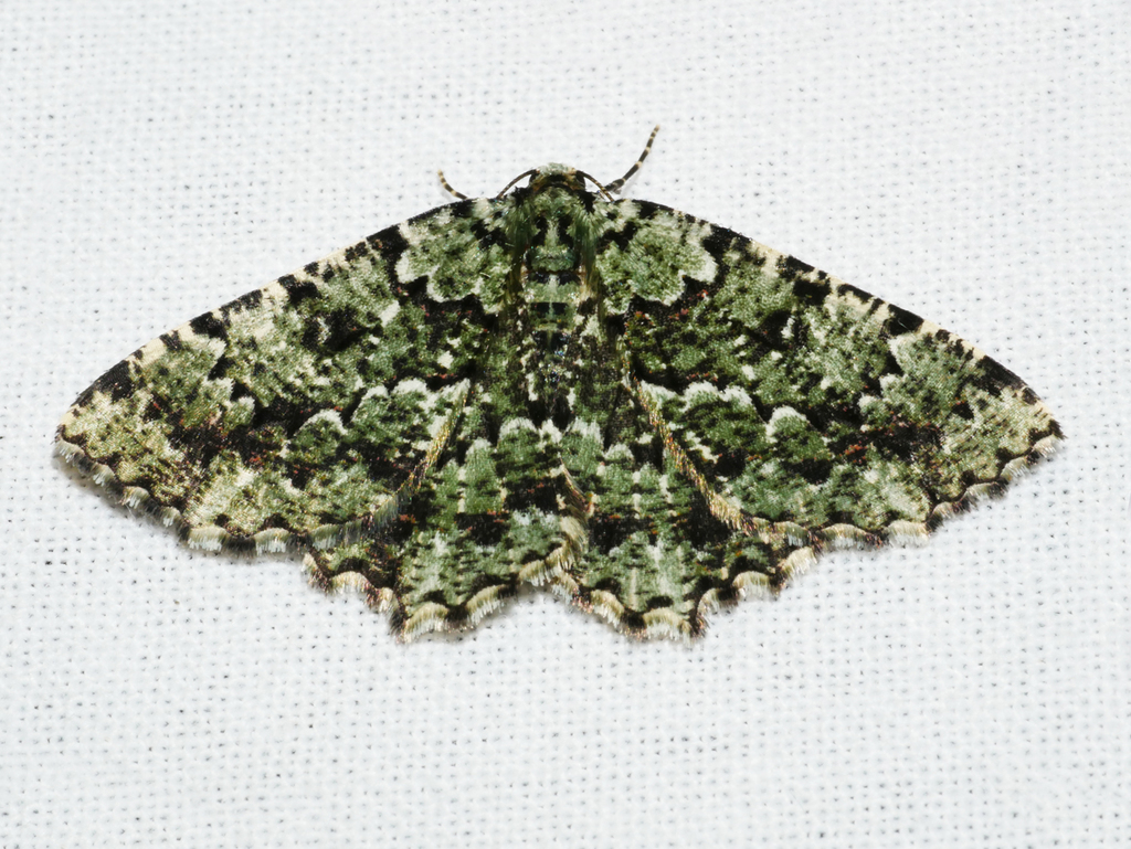Aeolochroma mniaria