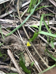 Hypoxis aurea