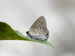 Anthene philo