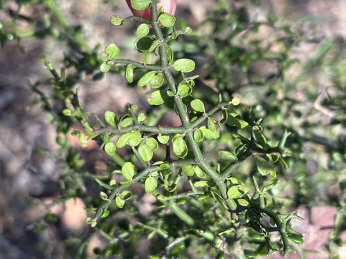 small-Leaved canthium