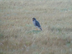 Daptrius carunculatus