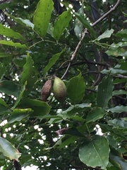 Millettia
