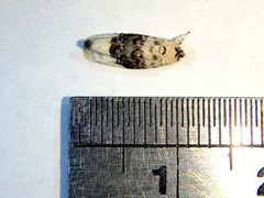 Piloprepes antidoxa