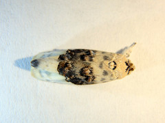 Piloprepes antidoxa