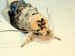 Piloprepes antidoxa