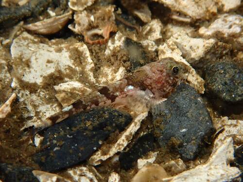 Noordelijke kam-donderpad (Icelinus borealis) — Cottidae — 4