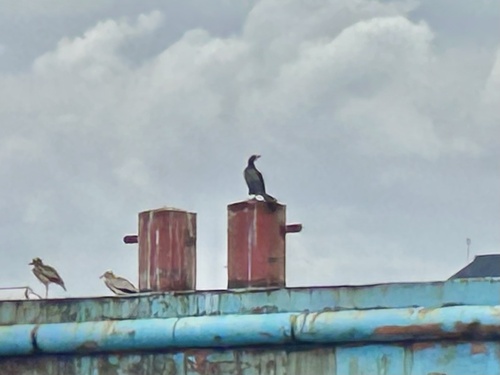 Reed Cormorant