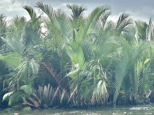Mangrove Palm