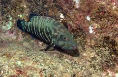 Cephalopholis panamensis