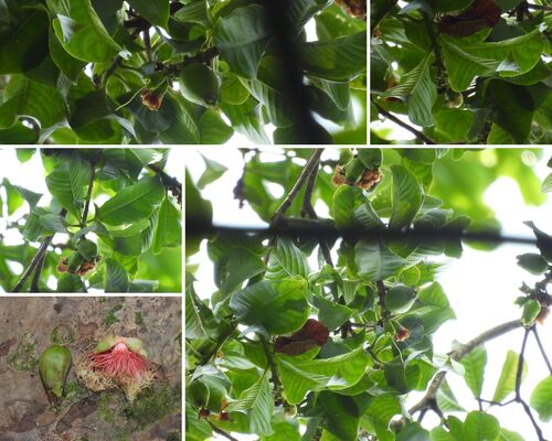 Planchonia valida observed 2025-11-11