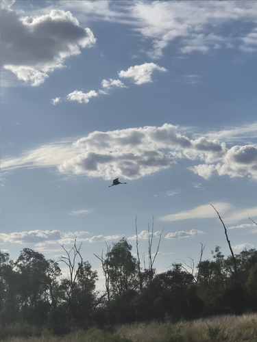 Brolga