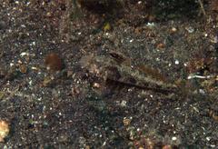 Gnatholepis yoshinoi