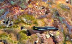 Elacatinus centralis