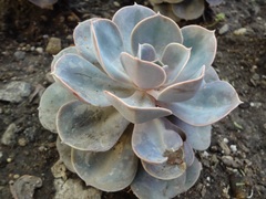 Echeveria gibbiflora × potosina