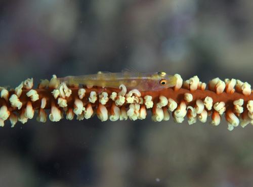 Wire Coral Goby