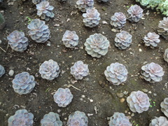 Echeveria gibbiflora × potosina