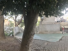 Cinnamomum osmophloeum