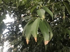 Cinnamomum osmophloeum