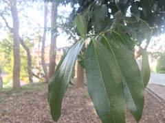 Cinnamomum osmophloeum