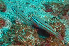 Valenciennea helsdingenii