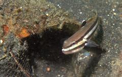 Valenciennea helsdingenii