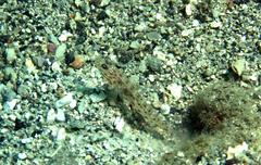 Ctenogobiops crocineus