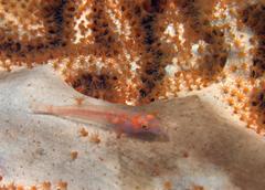 Bryaninops erythrops