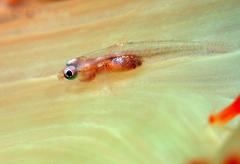 Bryaninops erythrops