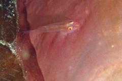 Bryaninops erythrops