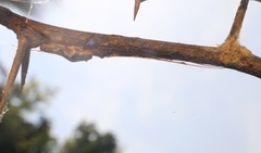 Tetragnatha mandibulata