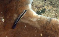 Asterropteryx striata