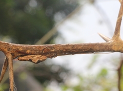 Tetragnatha mandibulata