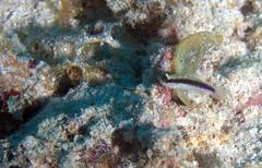 Asterropteryx striata