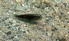 Asterropteryx semipunctata