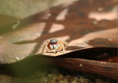 Stenaelurillus lesserti