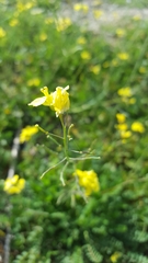 Brassiceae