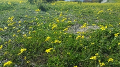 Brassiceae